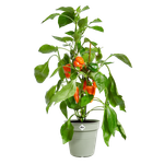 green basics growpot 35cm stone green